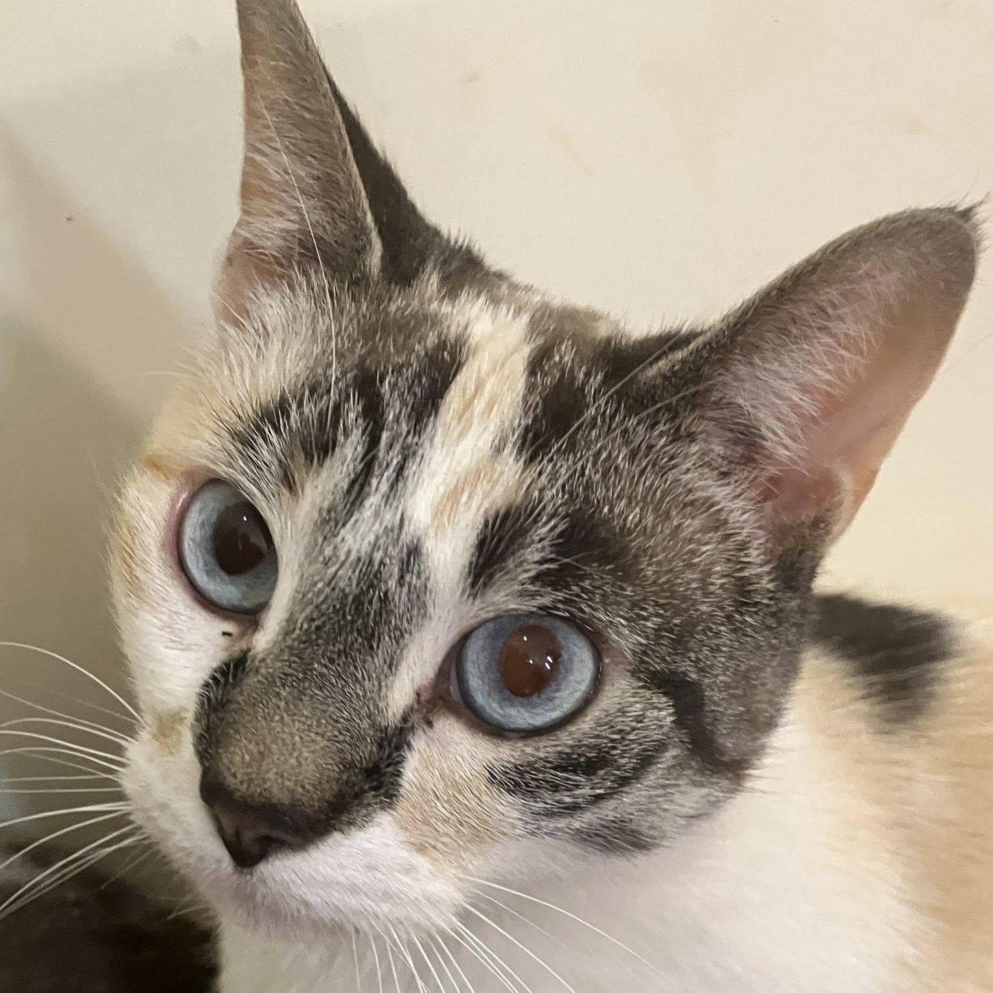 Aura and Zephyr, Adoptable, Adult Female Domestic Short Hair & Siamese.