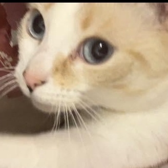 Enlarge Aura and Zephyr, a Adoptable mixed breed in Detroit, MI image 4/4