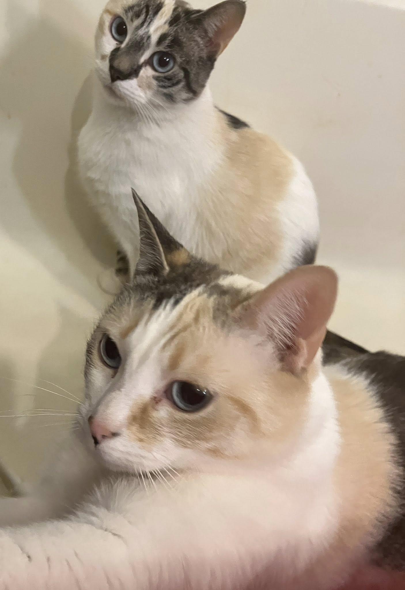 Enlarge Aura and Zephyr, a Adoptable mixed breed in Detroit, MI image 3/4