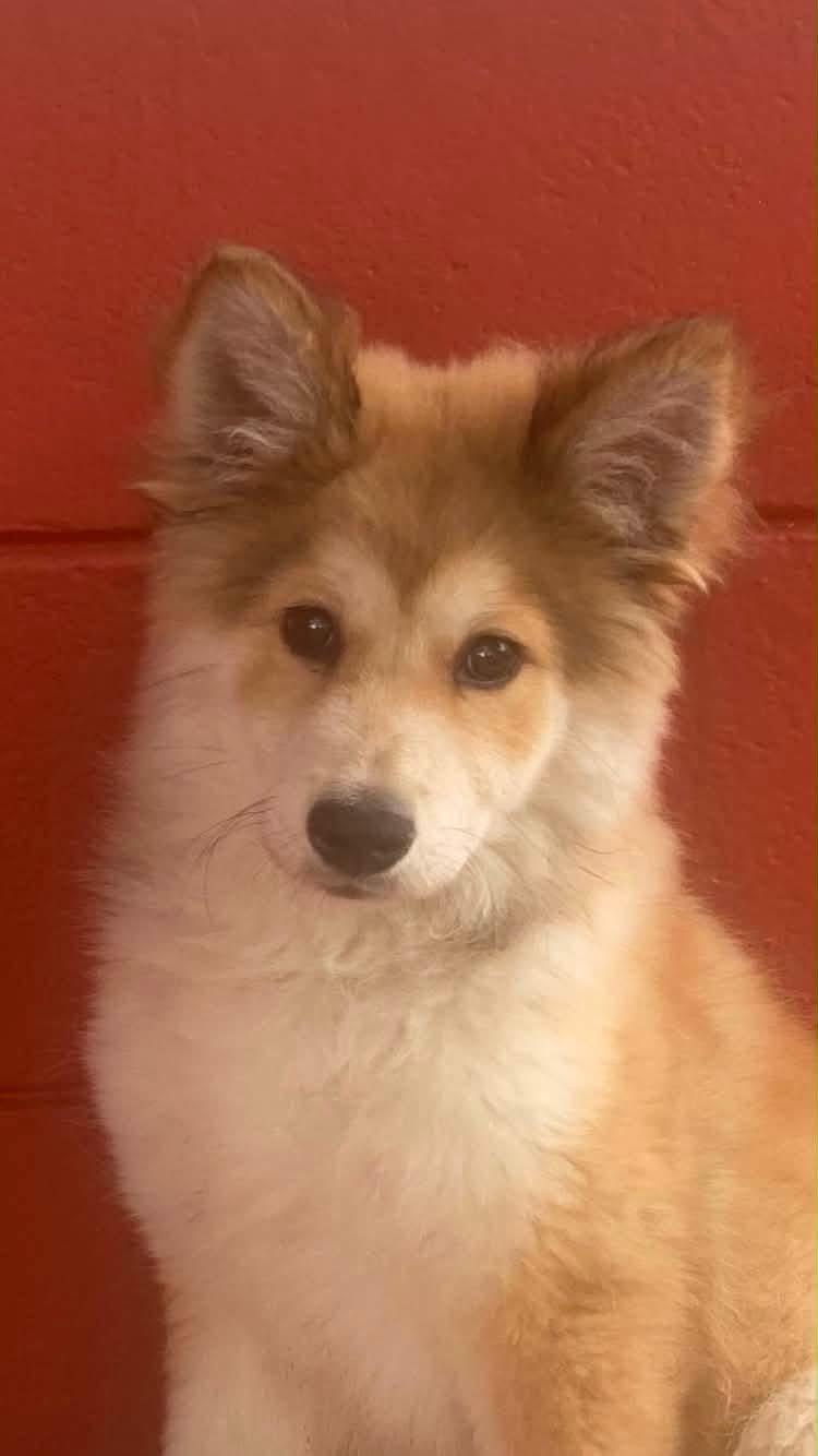 Enlarge Champagne , an adopted mixed breed in Pensacola, FL image 3/6