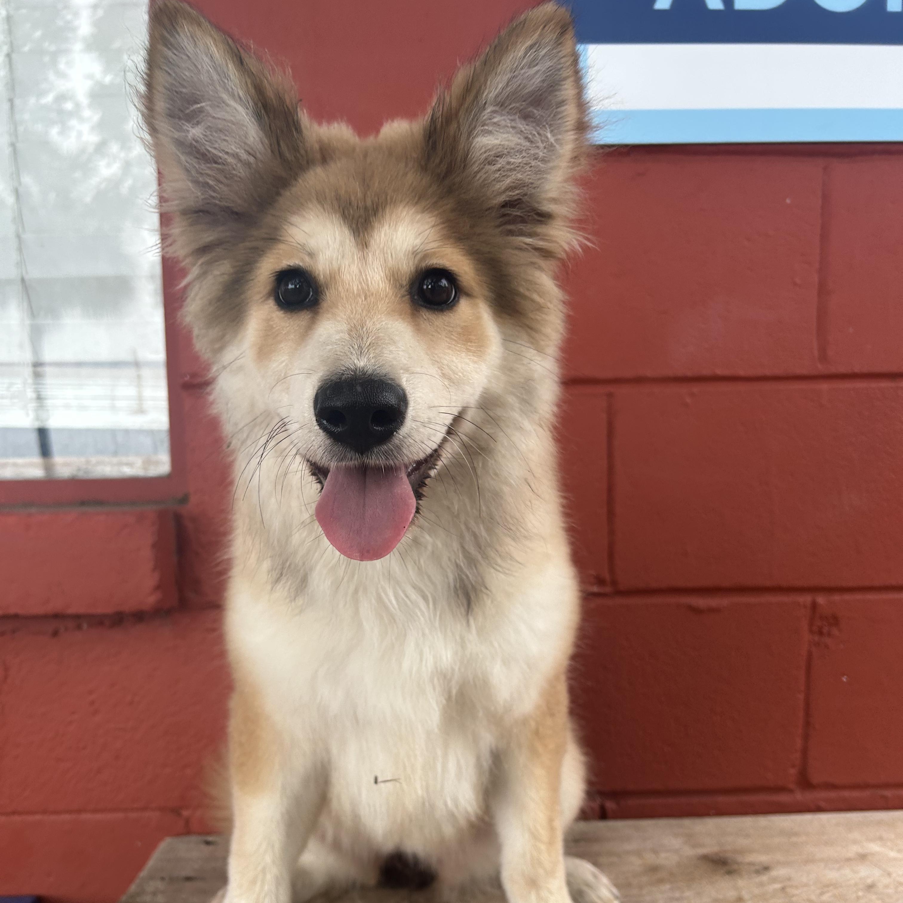 Champagne , adopted, Young Female Australian Shepherd & Siberian Husky.