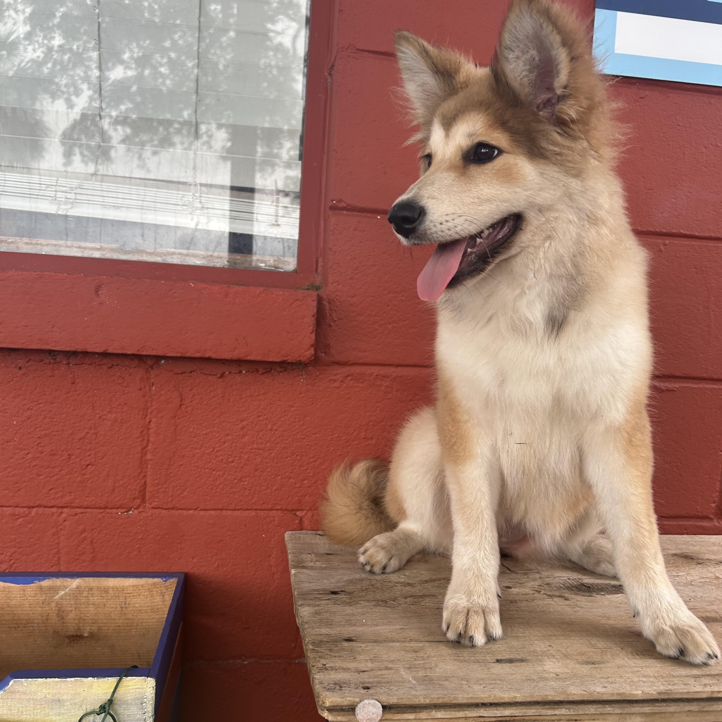 Enlarge Champagne , an adopted mixed breed in Pensacola, FL image 5/6