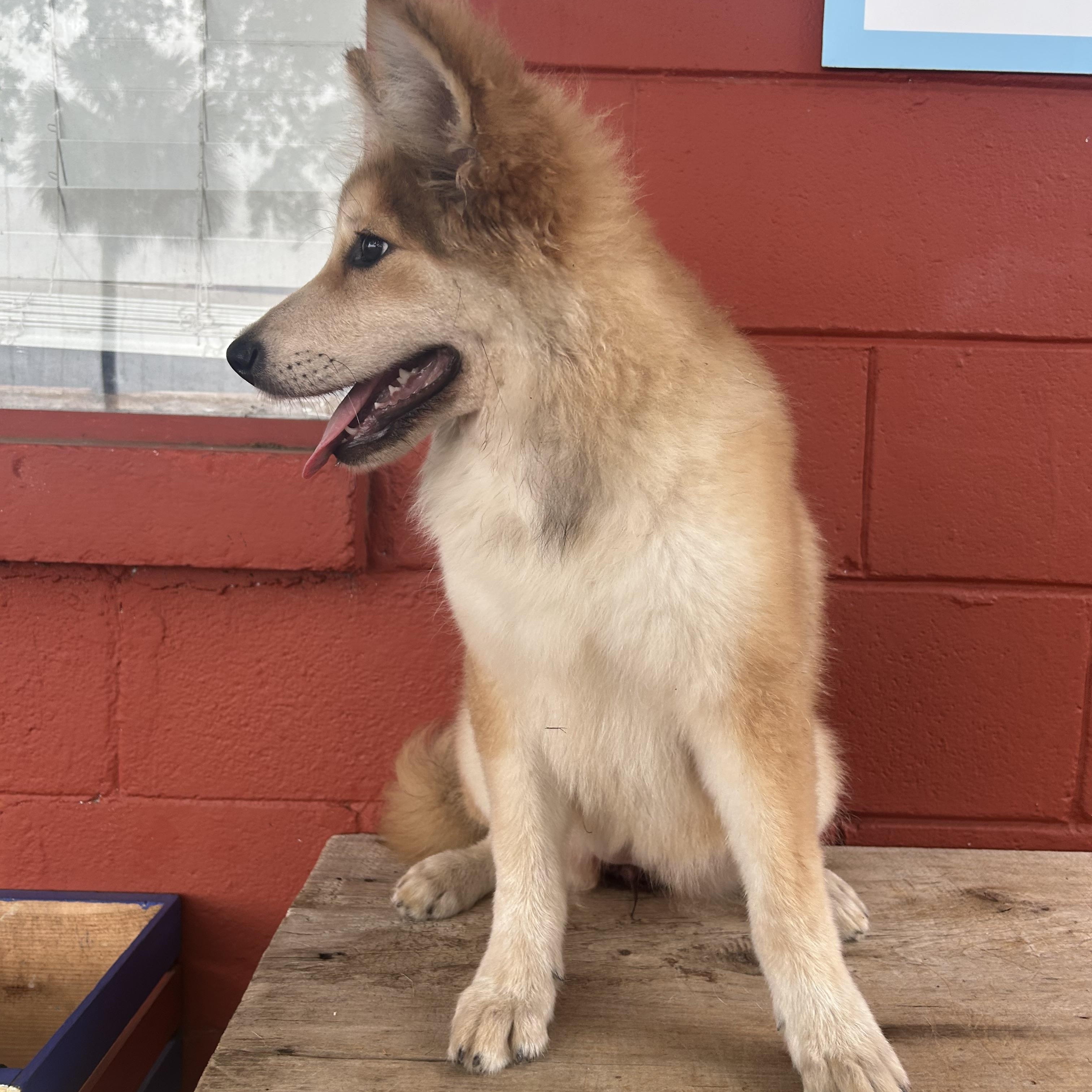 Enlarge Champagne , an adopted mixed breed in Pensacola, FL image 6/6