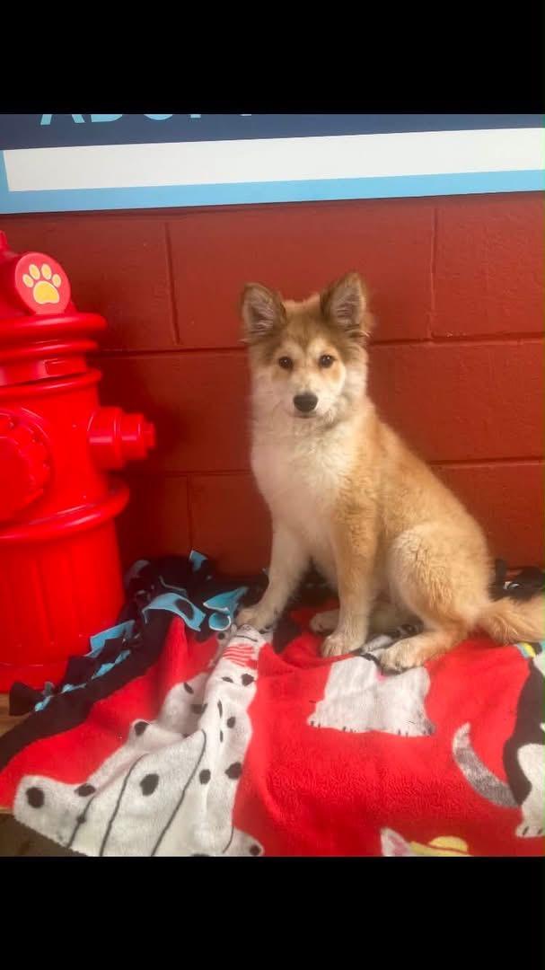 Enlarge Champagne , an adopted mixed breed in Pensacola, FL image 4/6