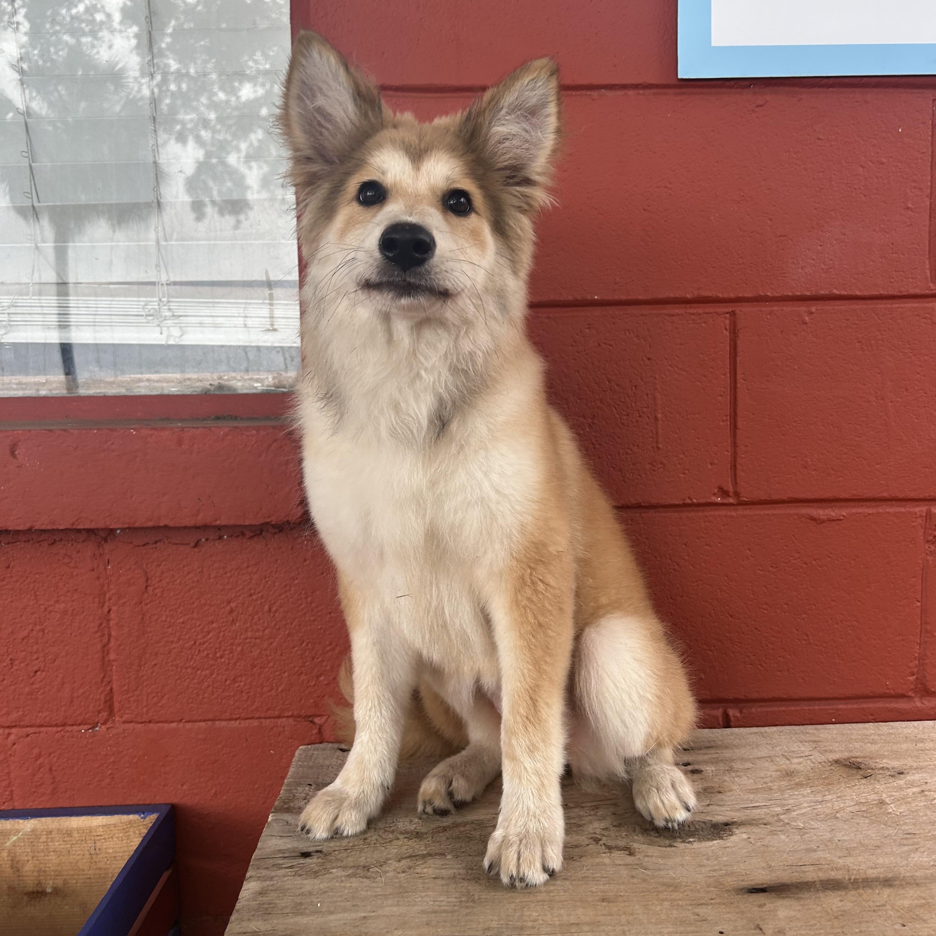 Enlarge Champagne , an adopted mixed breed in Pensacola, FL image 2/6