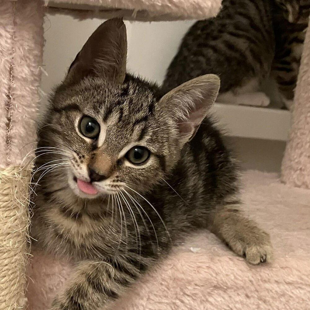 Peg, Adoptable, Kitten Female Domestic Short Hair.