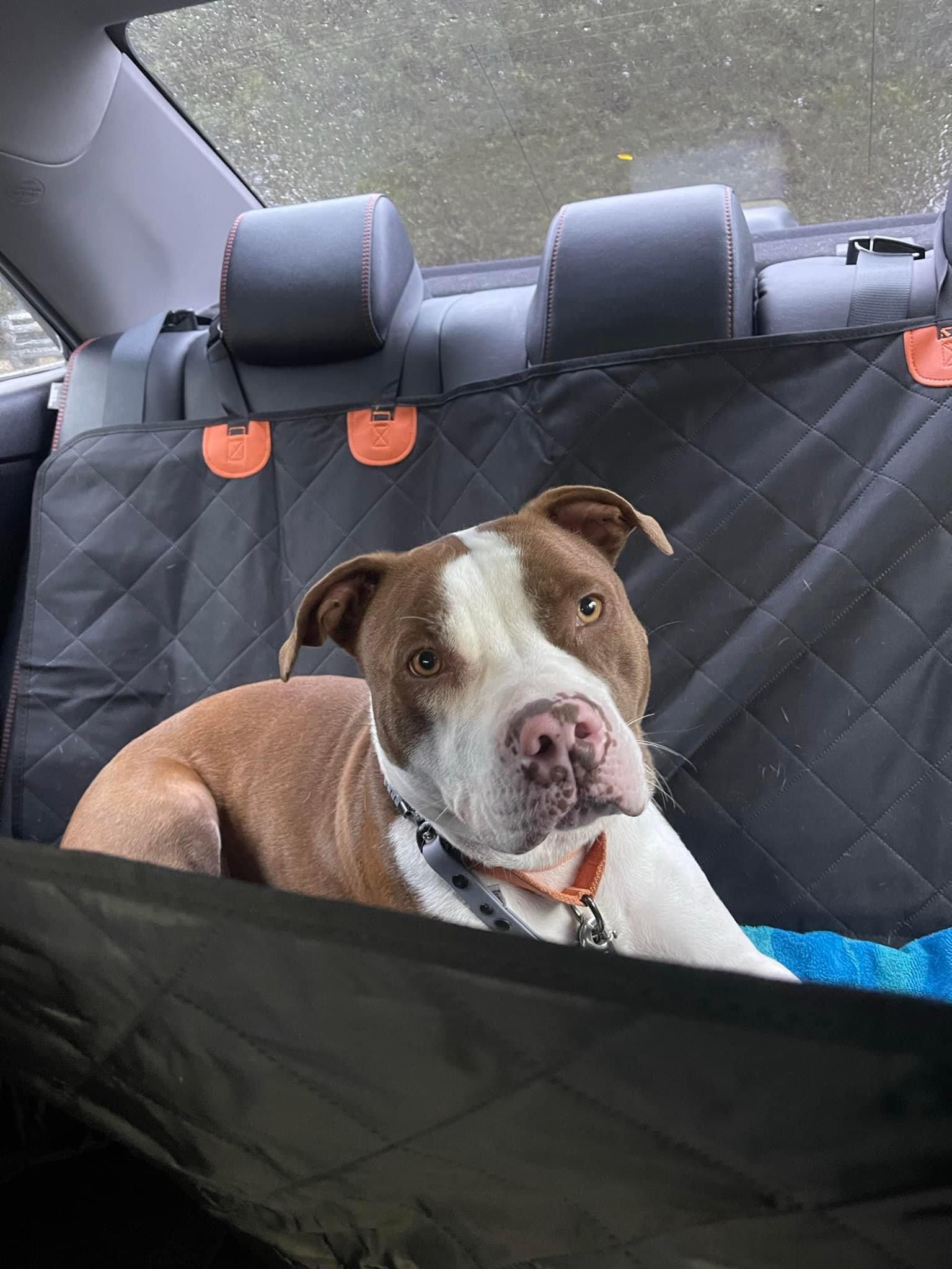 Dozer — thumbnail 2