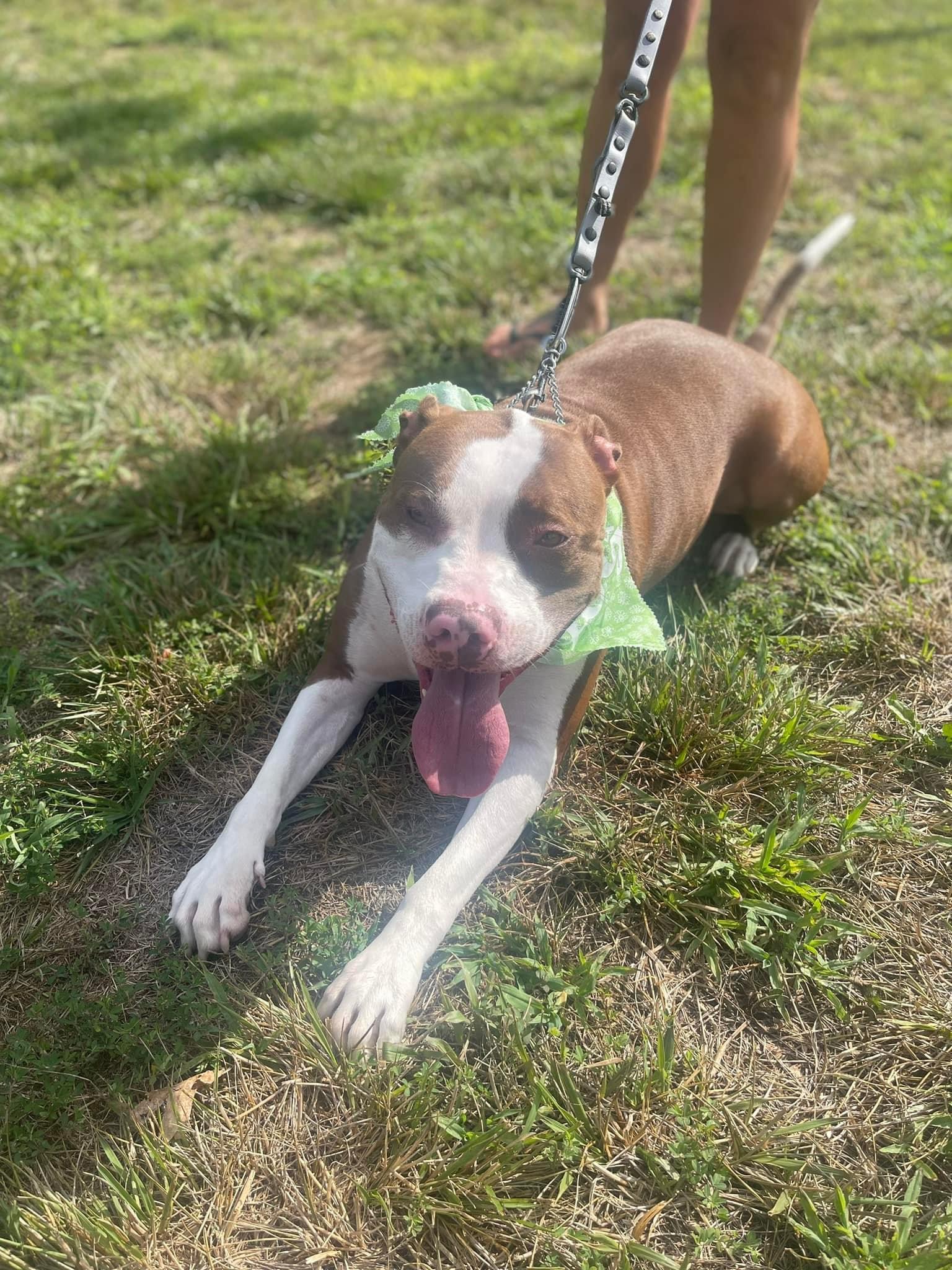 Dozer, a Adoptable Pit Bull Terrier in Jackson , NJ image 6/6