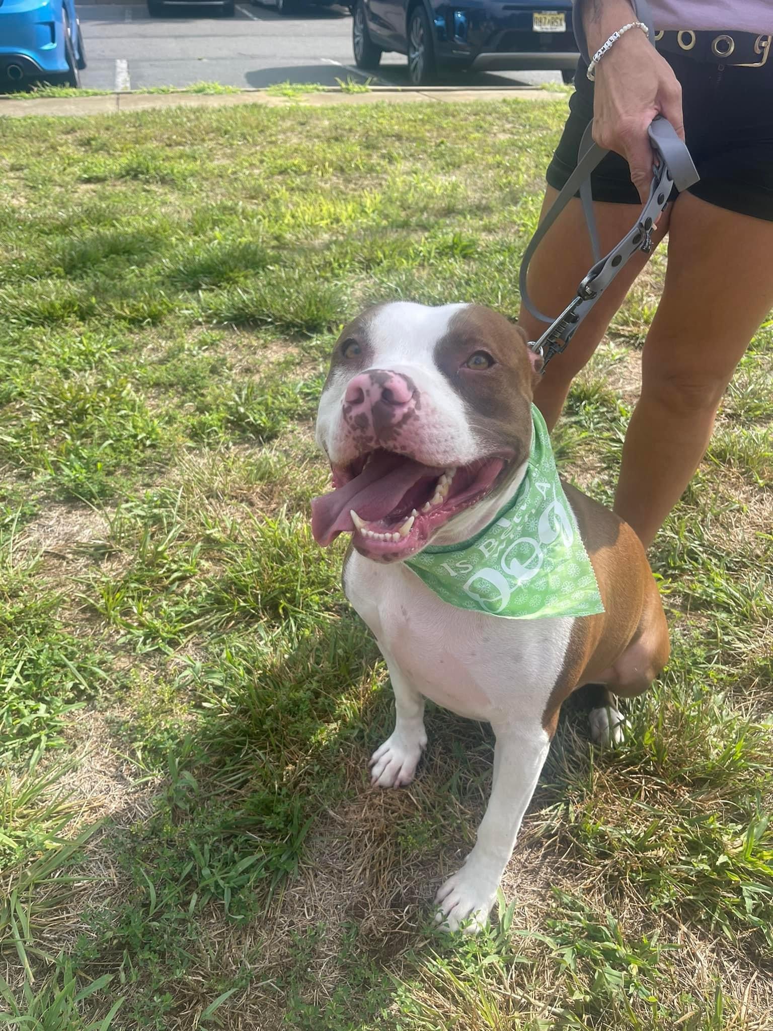 Dozer, a Adoptable Pit Bull Terrier in Jackson , NJ image 3/6