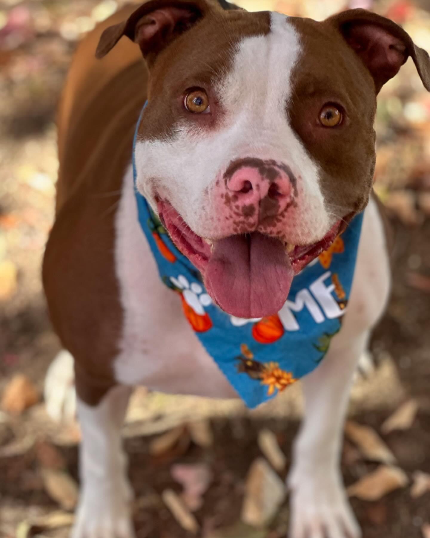 Dozer, Adoptable, Young Male Pit Bull Terrier.