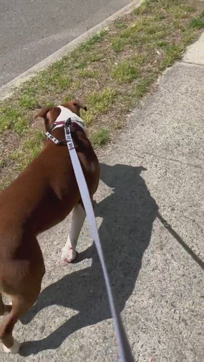 Enlarge Dozer, a Adoptable Pit Bull Terrier in Jackson , NJ video 4/6