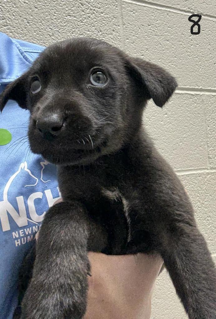Glynn, Adoptable, Puppy Female German Shepherd Dog & Labrador Retriever.