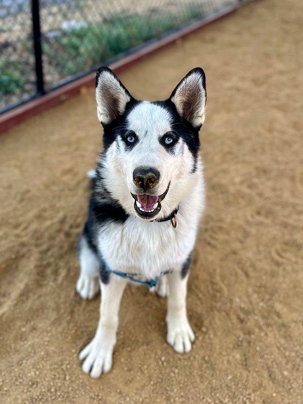 Nanuq