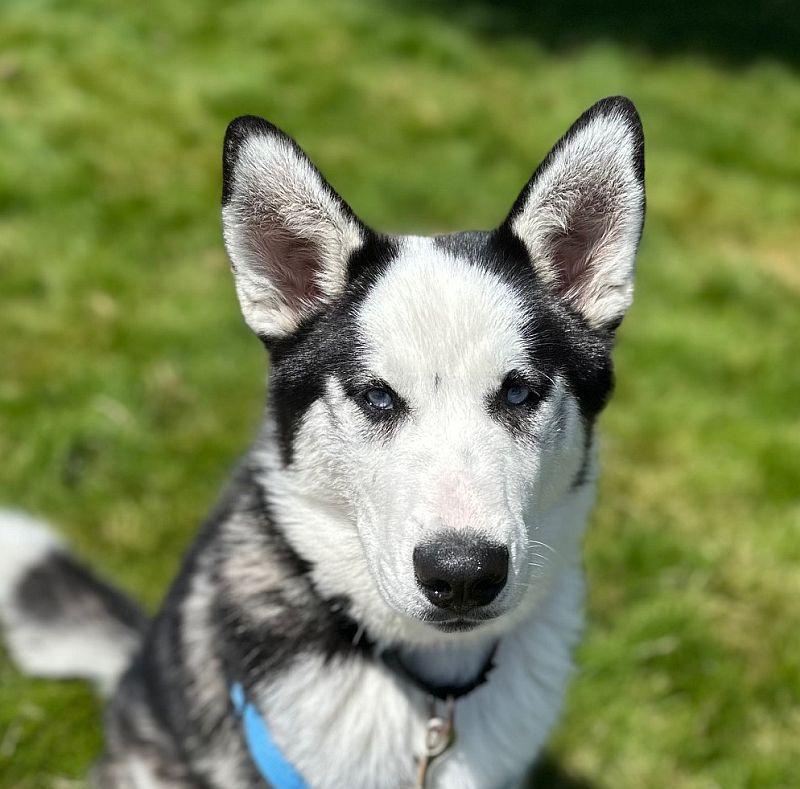 Nanuq
