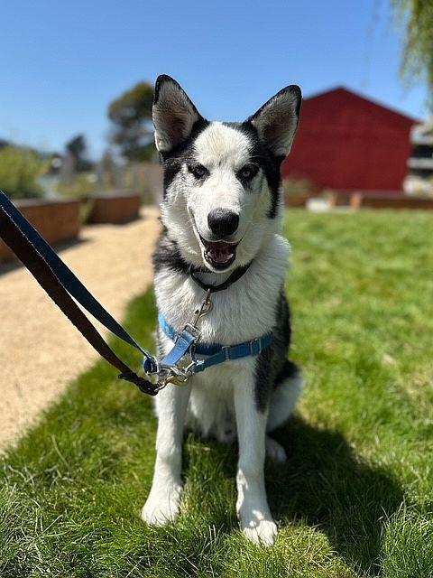 Nanuq