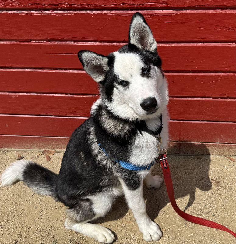 Nanuq