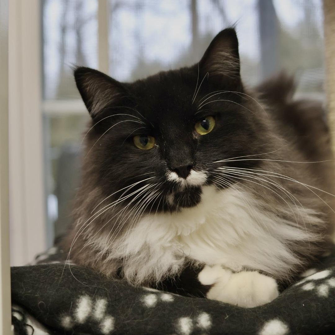 Cedric, Adoptable, Young Male Domestic Long Hair.