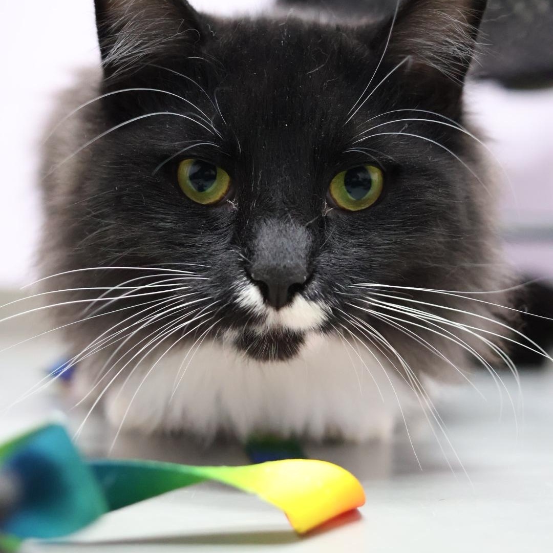 Cedric — thumbnail 2