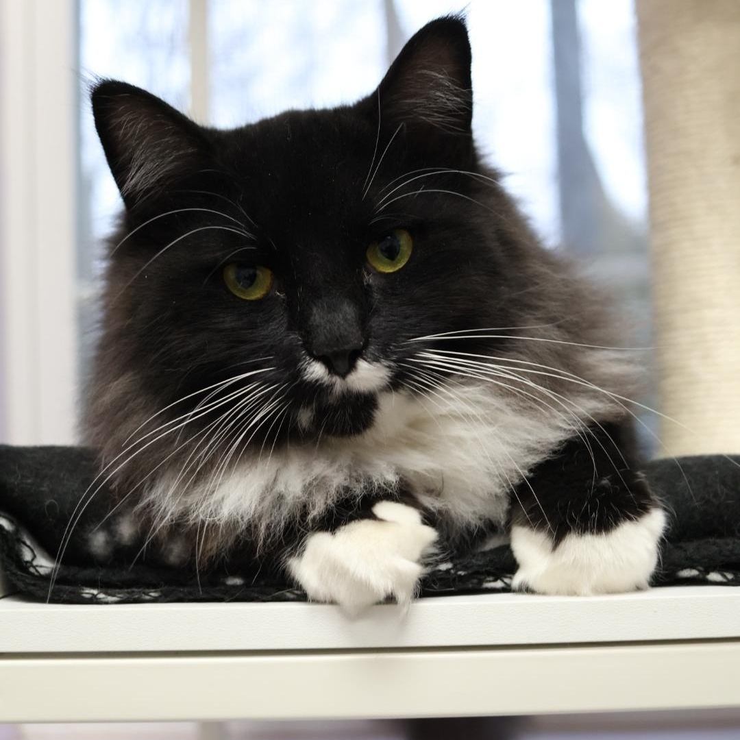 Enlarge Cedric, a Adoptable mixed breed in Terryville, CT image 3/6