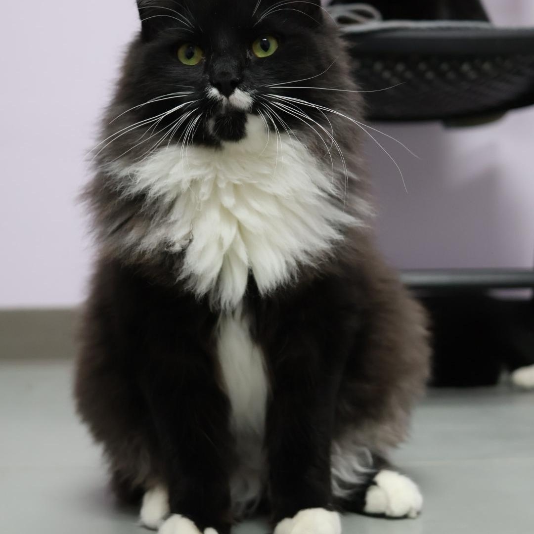 Enlarge Cedric, a Adoptable mixed breed in Terryville, CT image 4/6