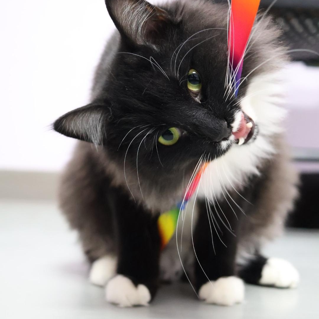 Cedric — thumbnail 5