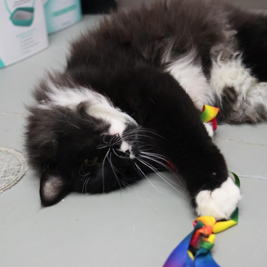 Enlarge Cedric, a Adoptable mixed breed in Terryville, CT image 6/6