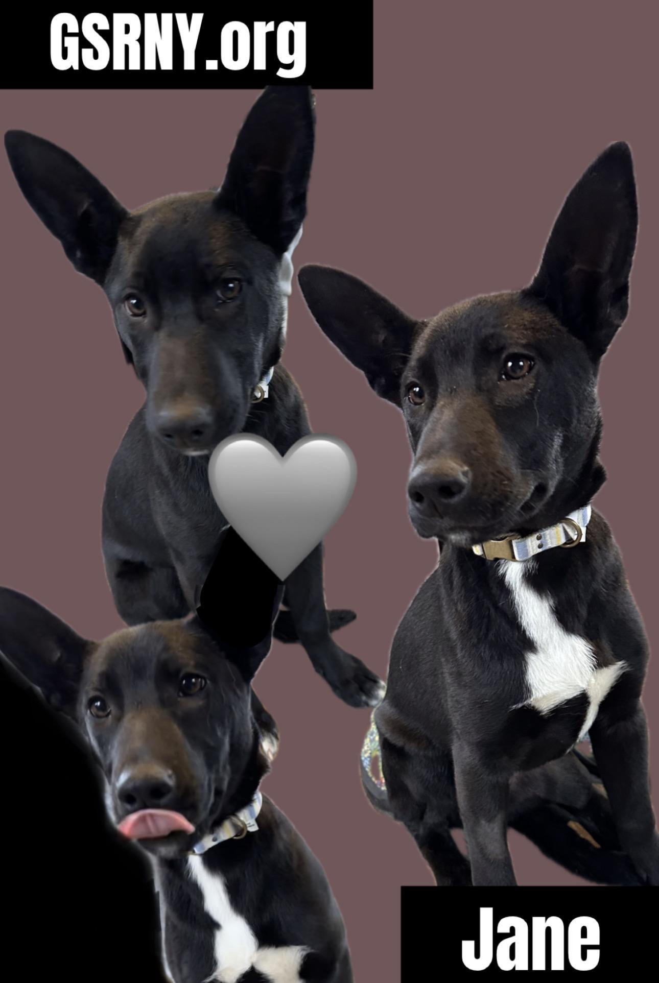 Enlarge Jane , a Adoptable mixed breed in Delmar, NY image 1/1