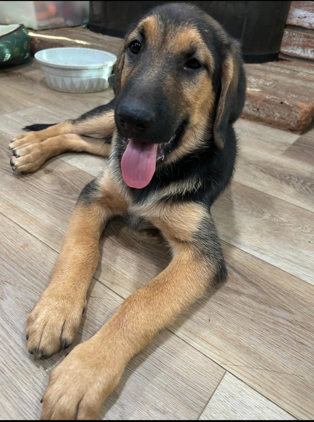 Alvin, Adoptable, Puppy Male Mixed Breed.