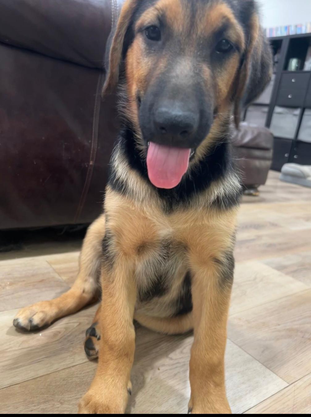 Alvin, a Adoptable Mixed Breed in San Diego, CA image 2/3