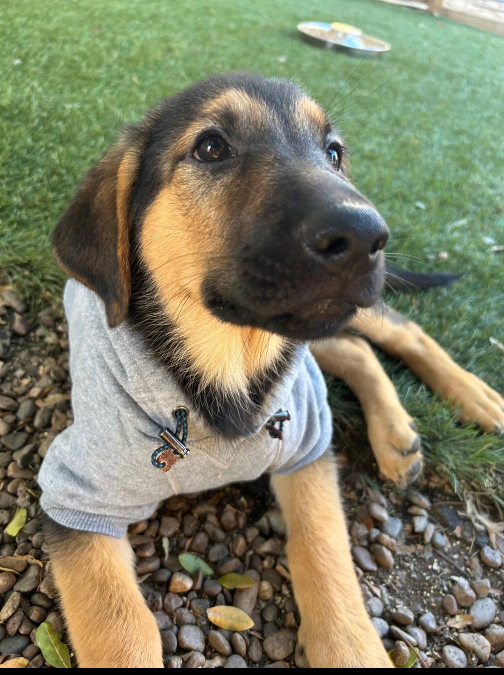 Alvin, a Adoptable Mixed Breed in San Diego, CA image 3/3