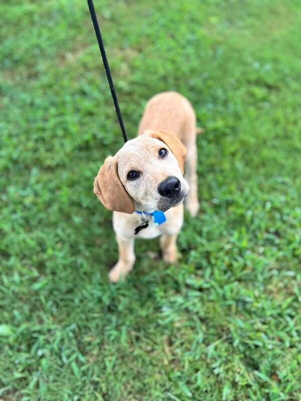 Enlarge Bodhi, a Adoptable mixed breed in Aiken, SC image 1/6