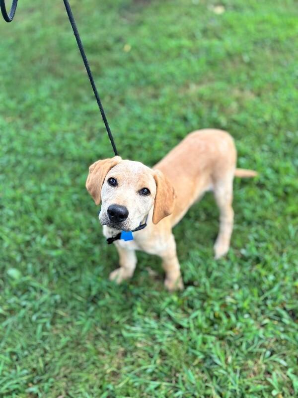 Enlarge Bodhi, a Adoptable mixed breed in Aiken, SC image 2/6