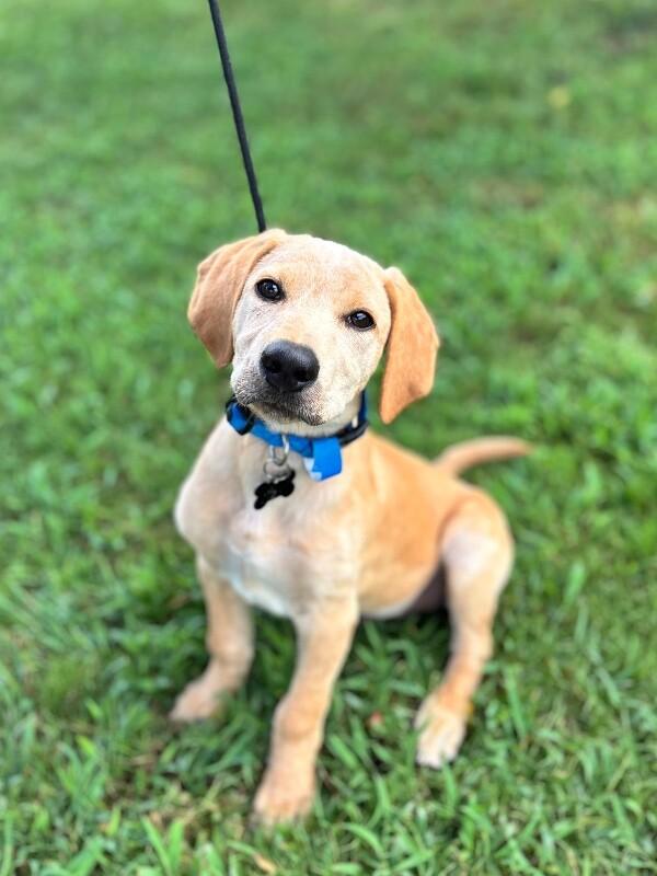 Enlarge Bodhi, a Adoptable mixed breed in Aiken, SC image 3/6