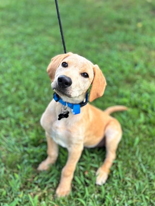 Enlarge Bodhi, a Adoptable mixed breed in Aiken, SC image 4/6