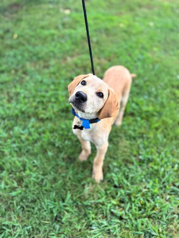 Enlarge Bodhi, a Adoptable mixed breed in Aiken, SC image 5/6