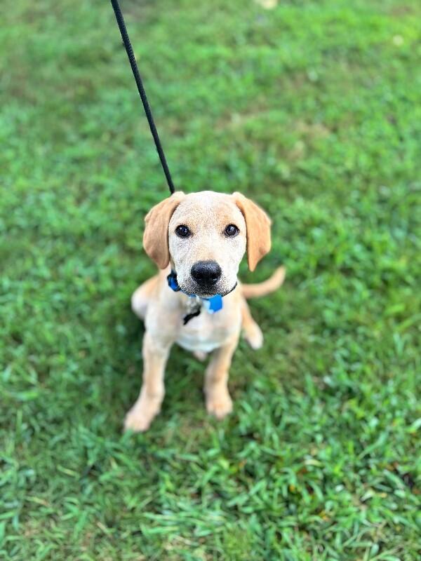 Enlarge Bodhi, a Adoptable mixed breed in Aiken, SC image 6/6