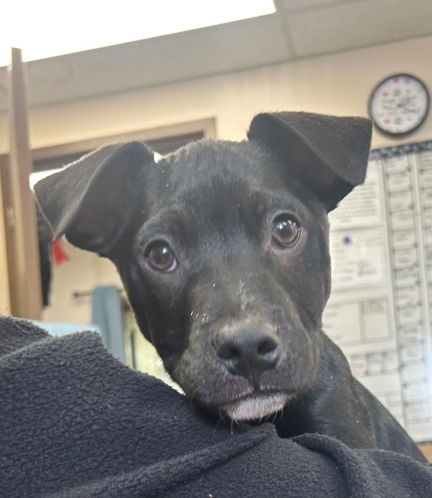 Enlarge Midnight, a Adoptable mixed breed in Springfield, OH image 1/1