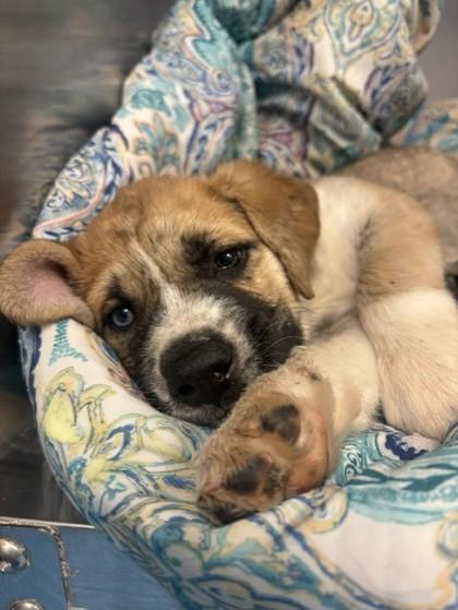 Enlarge Nacho*, a Adoptable mixed breed in El Paso, TX image 2/2