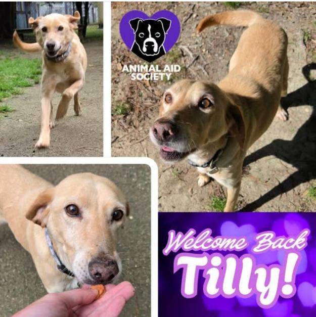 Matilda, Adoptable, Senior Female Labrador Retriever & Hound.