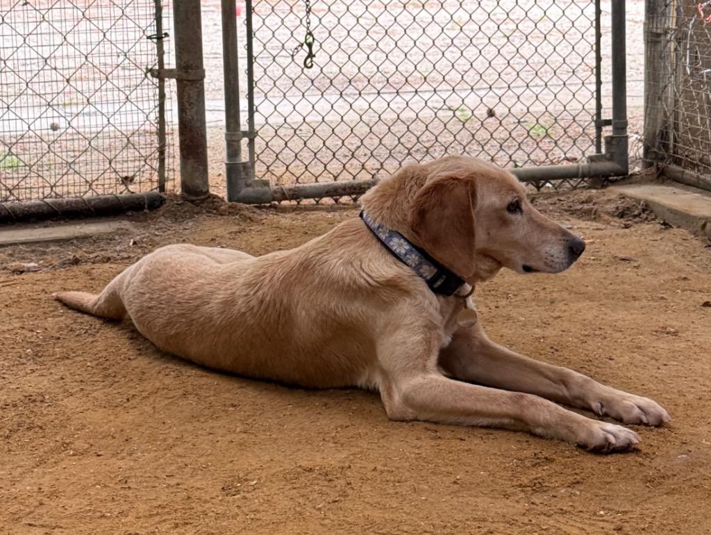 Matilda, a Adoptable mixed breed in Hampton, VA image 2/4