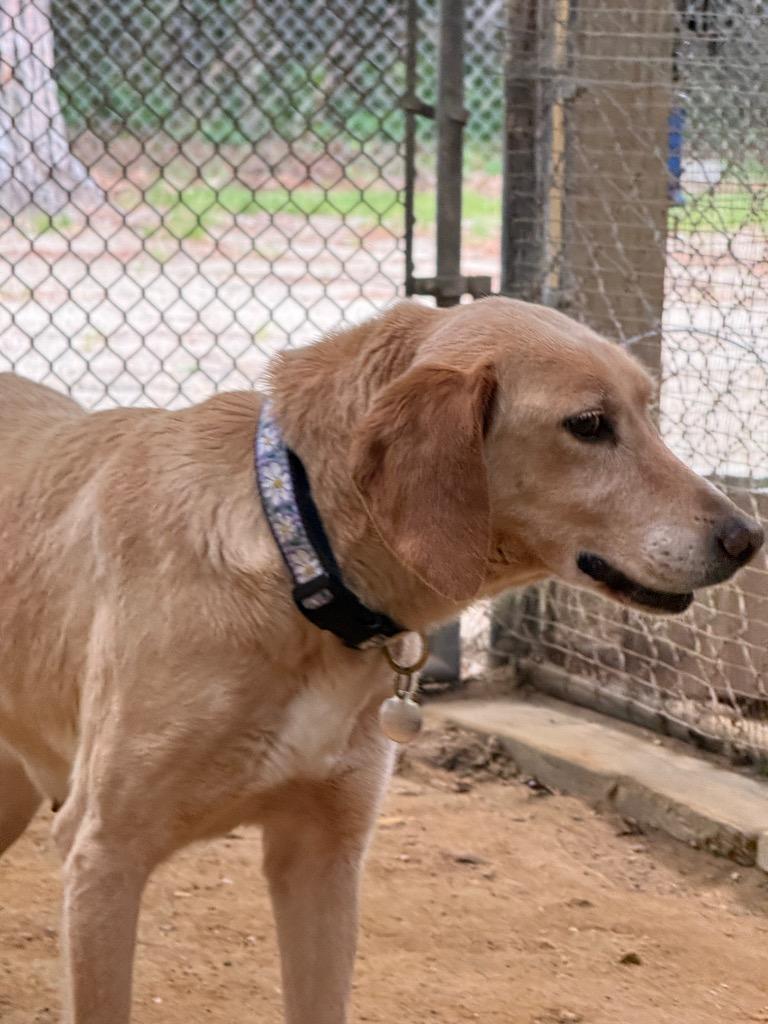 Matilda, a Adoptable mixed breed in Hampton, VA image 3/4