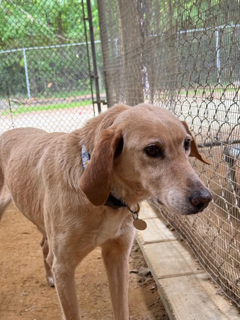Matilda, a Adoptable mixed breed in Hampton, VA image 4/4