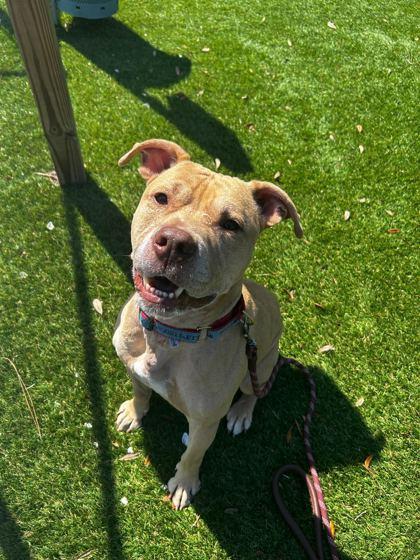 Kaine - 3, Adoptable, Adult Male Mixed Breed & Mixed Breed.