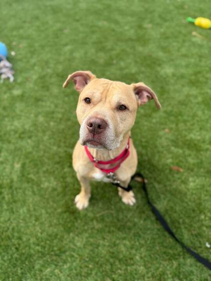 Enlarge Kaine - 3, a Adoptable mixed breed in Daytona Beach, FL image 1/1