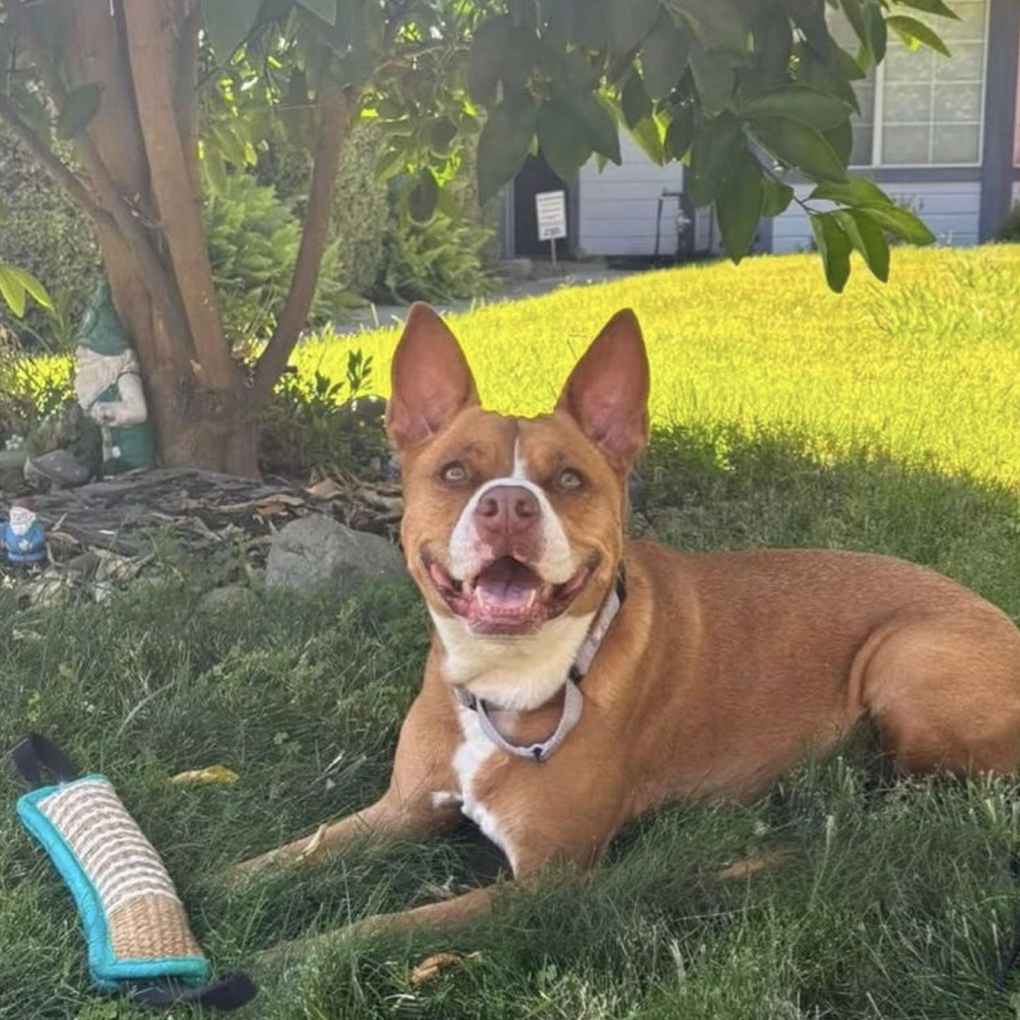 Enlarge Nala, a Adoptable mixed breed in Citrus Heights, CA image 4/6