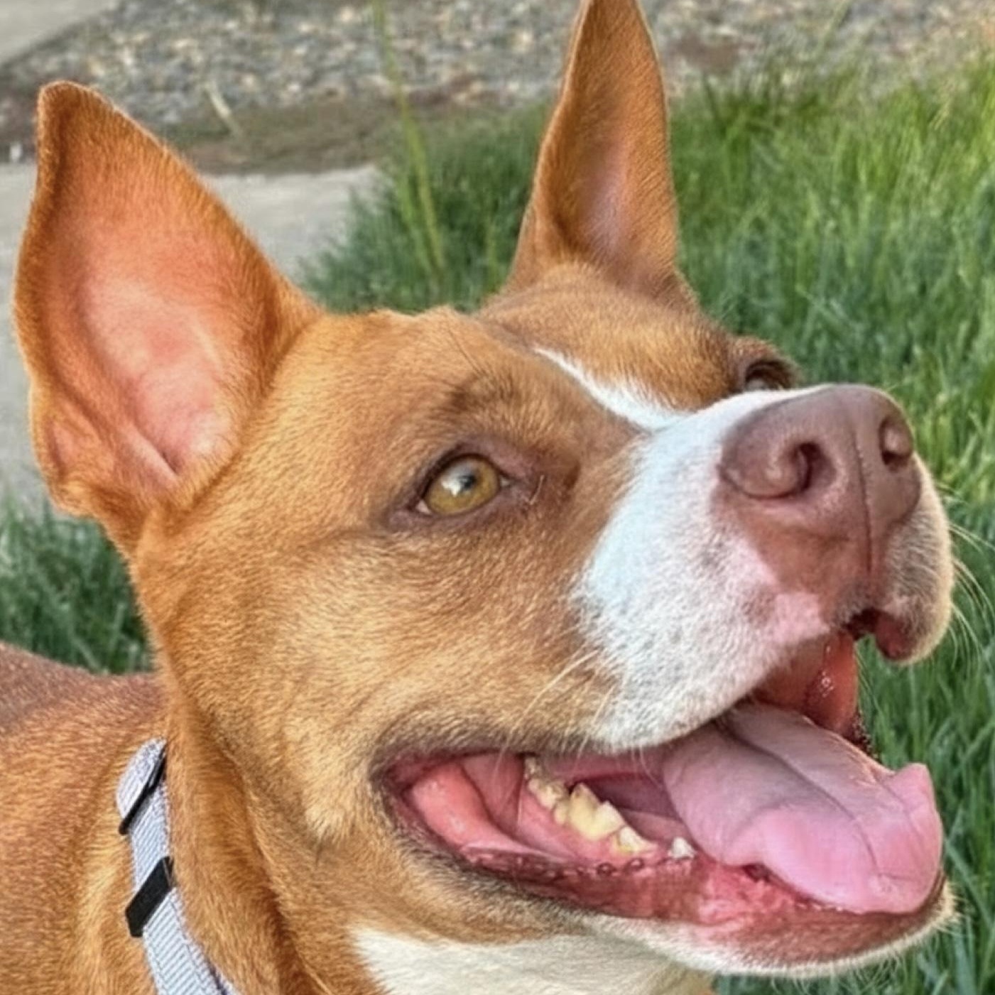 Nala, Adoptable, Adult Female American Staffordshire Terrier & Terrier.