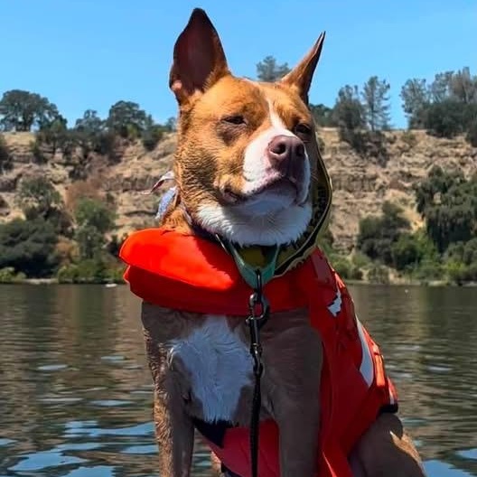Enlarge Nala, a Adoptable mixed breed in Citrus Heights, CA image 6/6