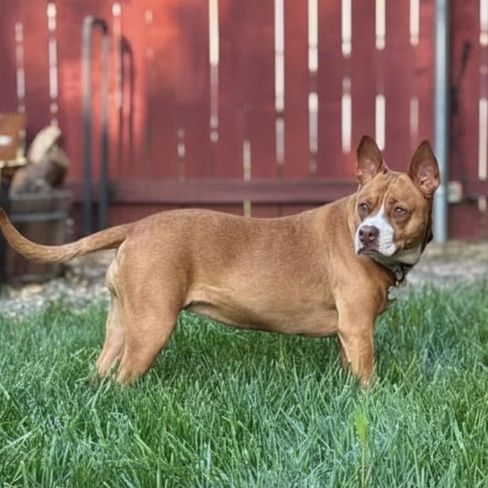 Enlarge Nala, a Adoptable mixed breed in Citrus Heights, CA image 2/6