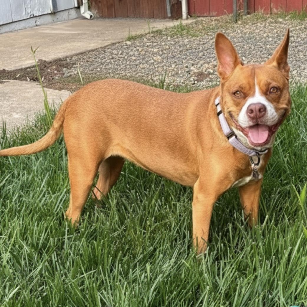 Enlarge Nala, a Adoptable mixed breed in Citrus Heights, CA image 5/6