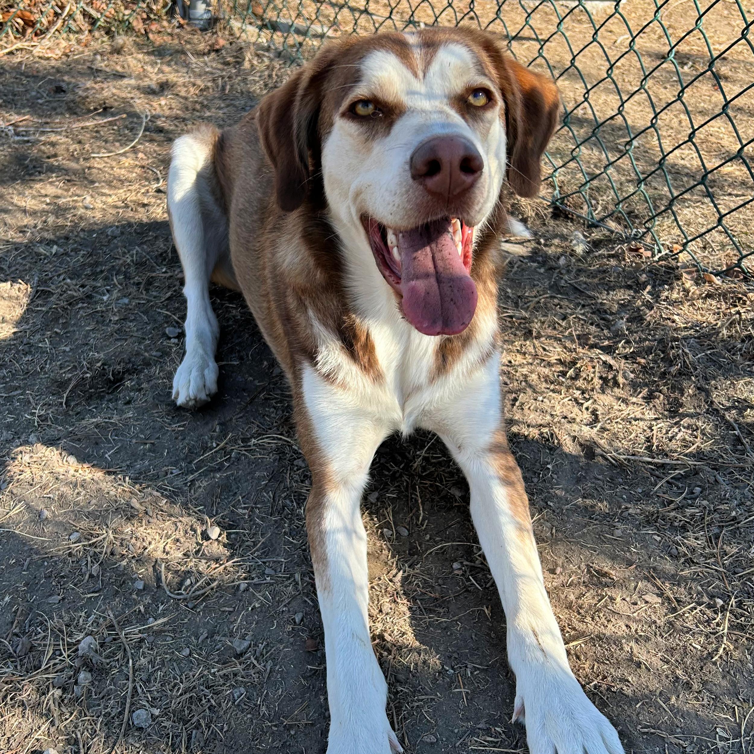 Denver, an adopted mixed breed in Lindon, UT image 5/5